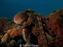 Octo by Carlos Pérez 